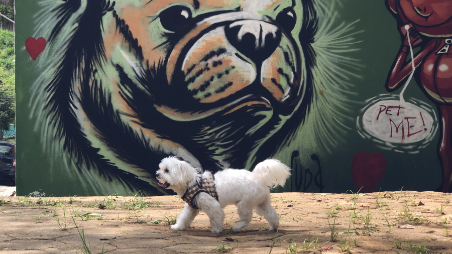 o que é PIPO? Saiba como surgiu a marca dedicada a inspirar homens